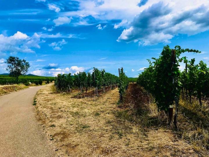 Le Clocher " Sous Les Combles" Parking Gratuit Beblenheim Buitenkant foto